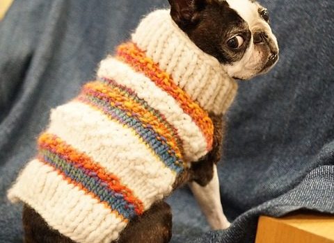Hoodies and Costumes for Dogs - Post Thumbnail